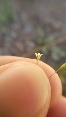 Linanthus harknessii