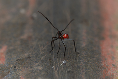 Paradasynus spinosus