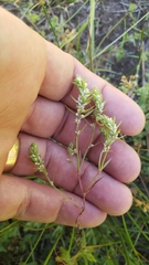 Polygonum polygaloides
