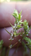 Polygonum polygaloides