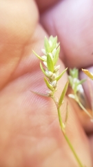 Polygonum polygaloides