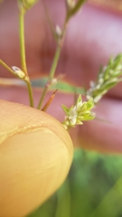 Polygonum polygaloides