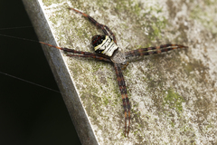 Argiope vietnamensis