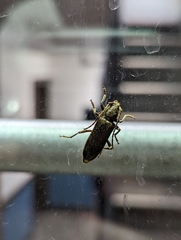 Trichoferus campestris