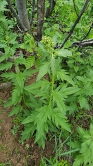 Phacelia procera
