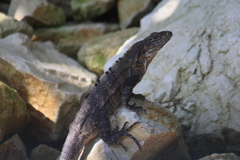 Ctenosaura acanthura