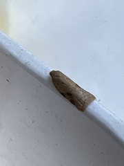 Acleris notana