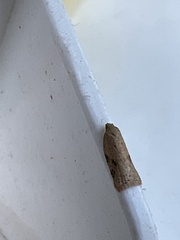 Acleris notana