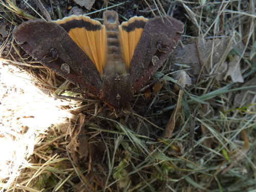 iNaturalist observation photo of Large Yellow Underwing