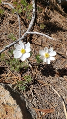 Anemone drummondii drummondii