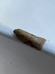 Acleris notana