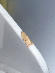 Acleris notana