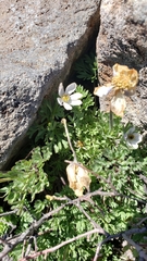 Anemone drummondii drummondii