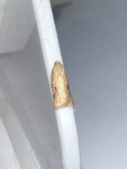 Acleris notana