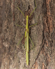 Huananphasma amicum