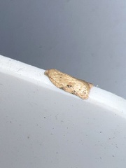 Acleris notana