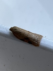 Acleris notana