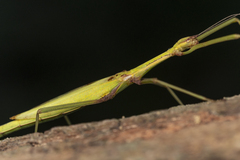 Huananphasma amicum