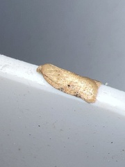 Acleris notana