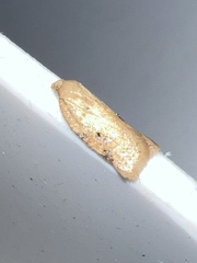 Acleris notana