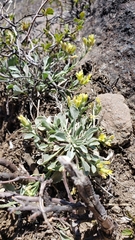 Physaria occidentalis occidentalis