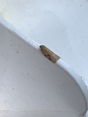 Acleris notana