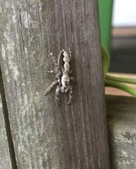 Platycryptus undatus