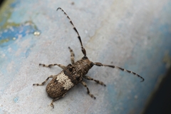 Prosoplus bankii