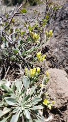 Physaria occidentalis occidentalis