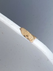 Acleris notana