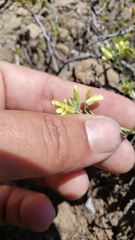 Physaria occidentalis occidentalis