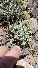 Physaria occidentalis occidentalis