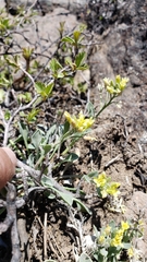 Physaria occidentalis occidentalis
