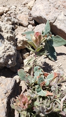 Castilleja arachnoidea
