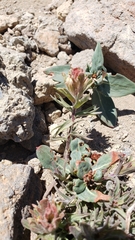 Castilleja arachnoidea