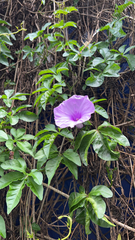 Ipomoea cairica