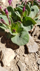 Cycladenia humilis humilis
