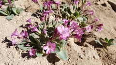 Cycladenia humilis humilis