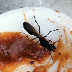Agelaia panamaensis