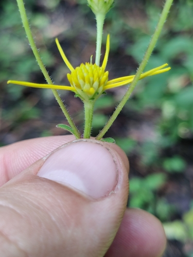 Image of Verbesina aristata by (c) Scott Allen Davis, some rights reserved (CC BY)
