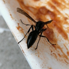 Agelaia panamaensis