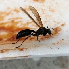 Agelaia panamaensis