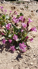 Cycladenia humilis humilis