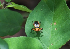 Castolus plagiaticollis