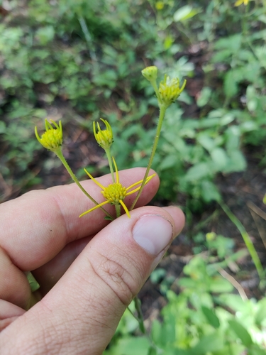 Image of Verbesina aristata by (c) Scott Allen Davis, some rights reserved (CC BY)