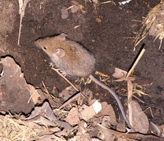 Mus musculus