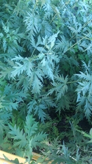 Urtica cannabina
