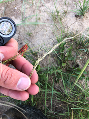 Hesperostipa curtiseta