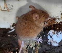 Mus musculus