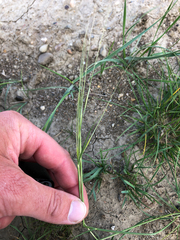 Hesperostipa curtiseta